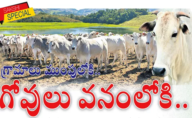 Thousands Of Cows And Bulls In The Backwater Forest Of Somasila - Sakshi
