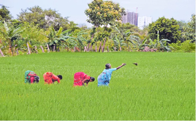 Paddy Cultivation In Telangana This Year At A Record Level - Sakshi