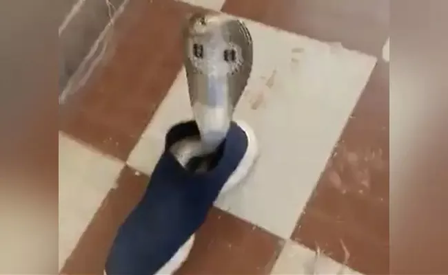 Shocking Video Of Cobra Snake In Karnataka Hiding Inside The Shoe - Sakshi