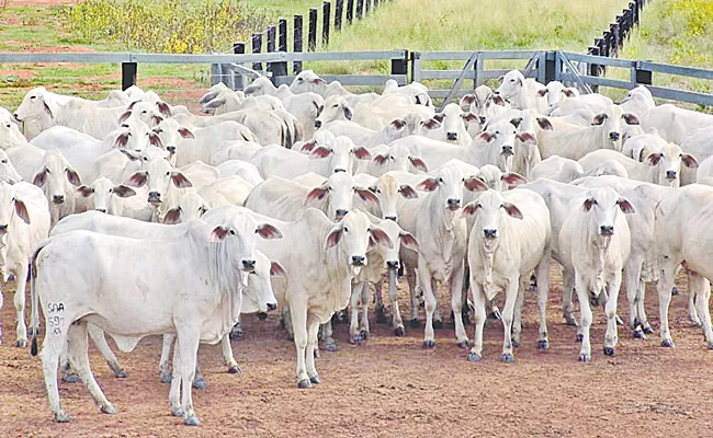 Lumpy Skin Disease Affecting White Cows And Bulls In Telangana - Sakshi