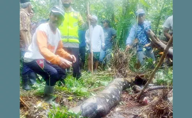 22 Foot Python Entirely Swallows 5 Year-Old Woman Alive in Indonesia - Sakshi