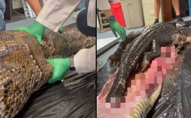 Whole Alligator Found Inside Burmese Python in Gruesome Footage - Sakshi
