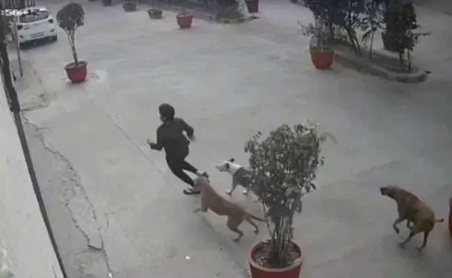 11 Year Old Girl  Narrow Escape Pack Of Dogs Attack In Ghaziabad - Sakshi