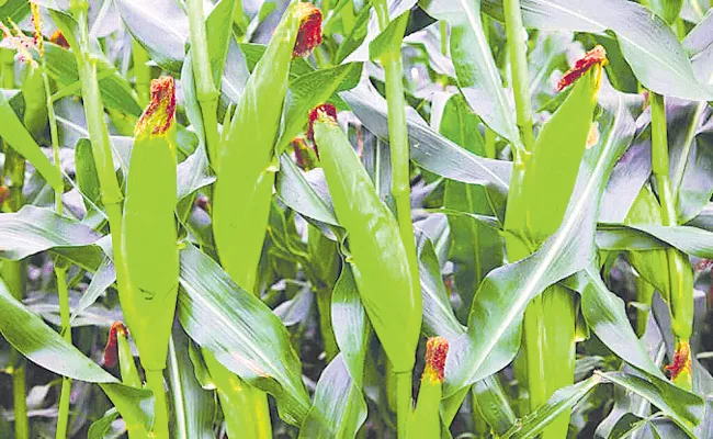Andhra Pradesh Govt Support For Farmers Minimum support price - Sakshi