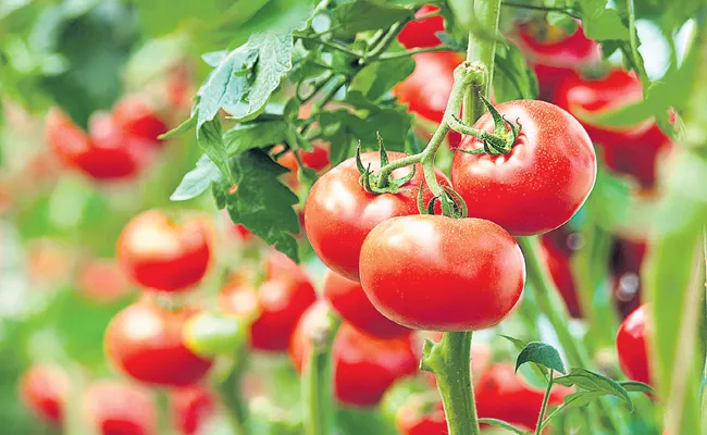 AP Govt Focus On Tomato Farmers Minimum Support Price - Sakshi