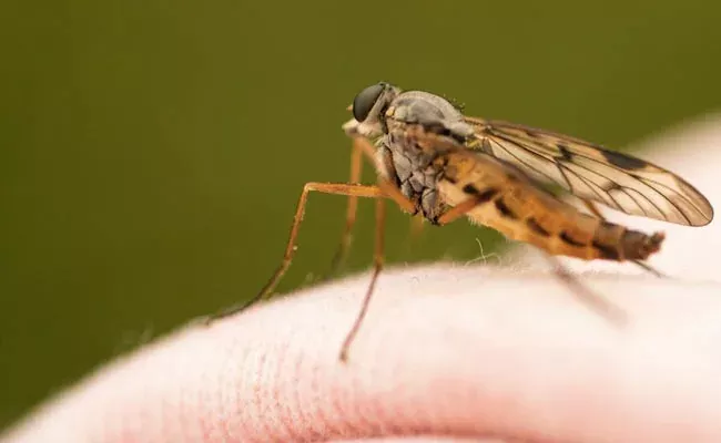Mosquito Bites Man Slips Into Coma And 30 Surgeries - Sakshi