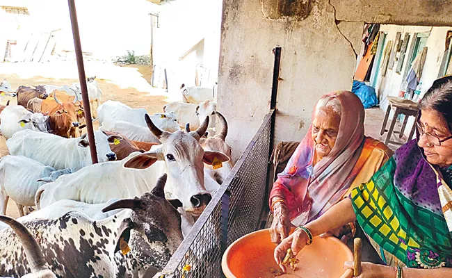 Kamareddy: Elderly Woman Runs Goshala Take Care Of Cows Inspiring - Sakshi