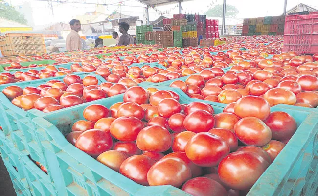 Better days are coming for tomato farmers Andhra Pradesh - Sakshi