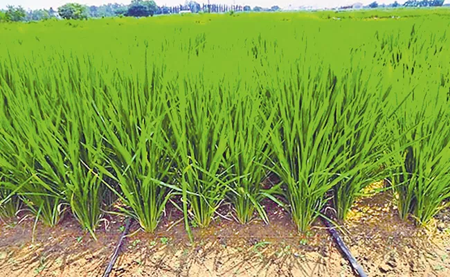 Japan Yamagata Scientists About Paddy Cultivation Without Fertilizer - Sakshi