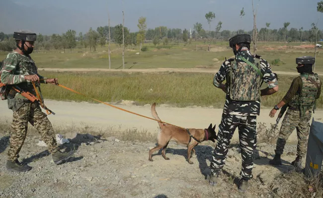 Sniffer Dog Delivers 3 Pups Border Force Probing How It Got Pregnant - Sakshi