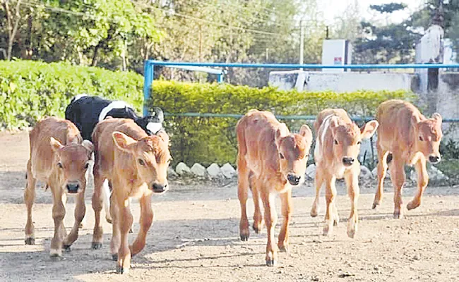 Cows Born In Pilot Project in Kamareddy District - Sakshi