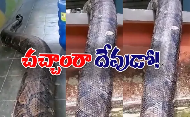 Worlds Longest Snake Reticulated Python Viral Video - Sakshi