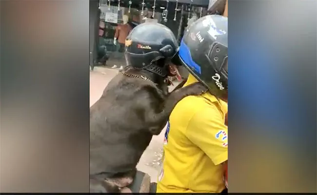 Viral Video: Dog Riding Bike Wearing A Helmet - Sakshi