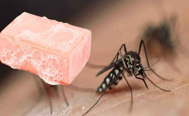 Soap Could Be One Of The Reason More Attractive Mosquitoes - Sakshi