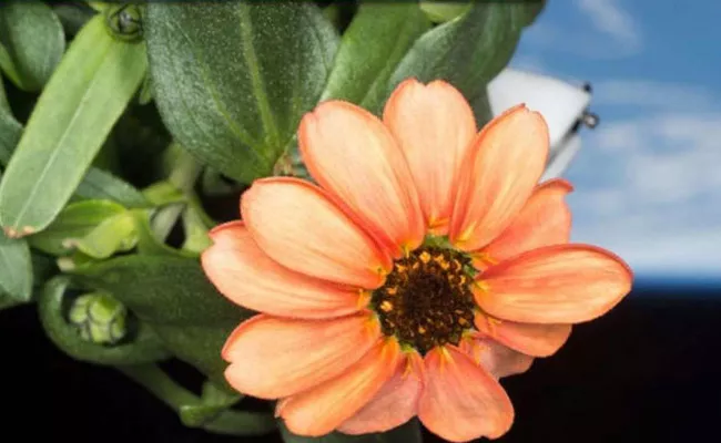 NASA Shares Image Of Space Grown Flower - Sakshi
