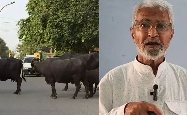 Bareilly Buffalo Case: UP Driver Got Court Summons After 28 Years - Sakshi