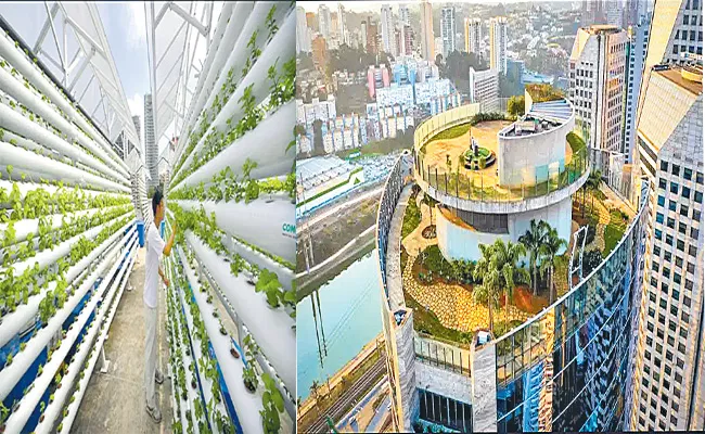 Dubai Rooftop Has Been Transformed Into Incredible Vertical Farm - Sakshi