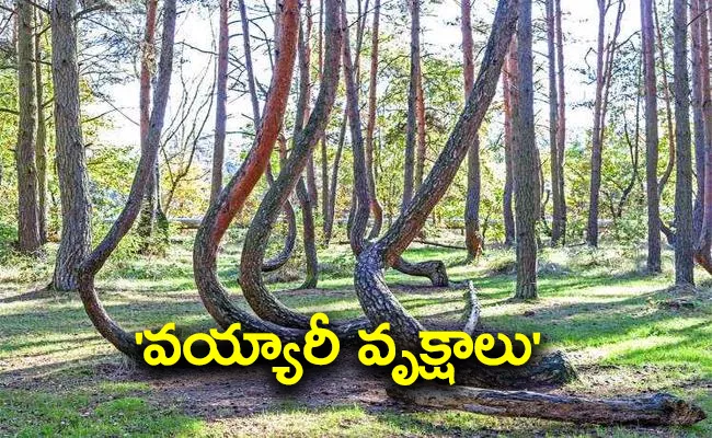 Crooked Forest Of Poland Unsolved Mystery - Sakshi