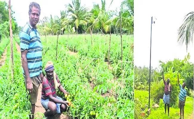Farmer Install Cctv Cameras For Tomato Garden Prevent Theft - Sakshi