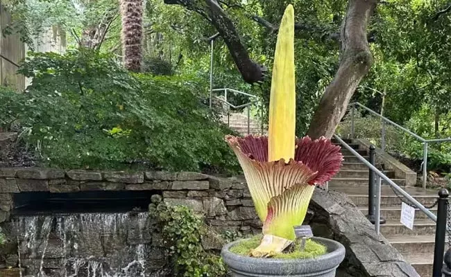 corpse flower is the worlds most foul smelly flower - Sakshi