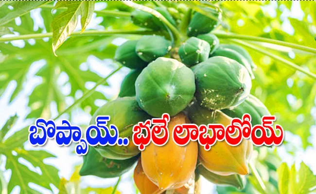 Farmers Getting Huge Profits From Papaya Cultivation Know How - Sakshi