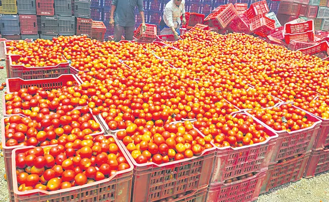 The tomato that made farmers millionaires - Sakshi