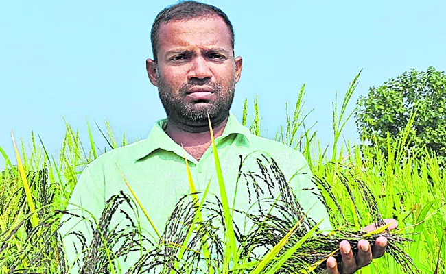 AEO Srinivas in cultivation of three hundred different varieties of paddy - Sakshi
