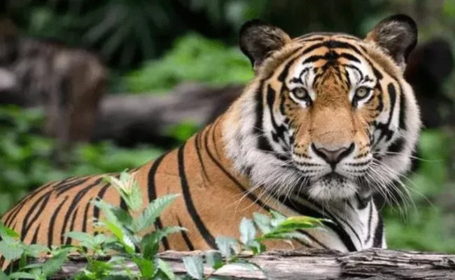 Tiger Dies After Being Hit By Car In Gondia District Maharashtra - Sakshi