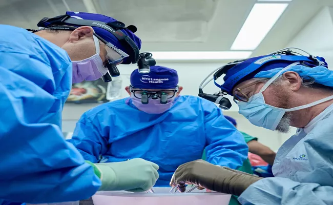 NYU Langone: Pig kidney transplant into brain-dead patient - Sakshi