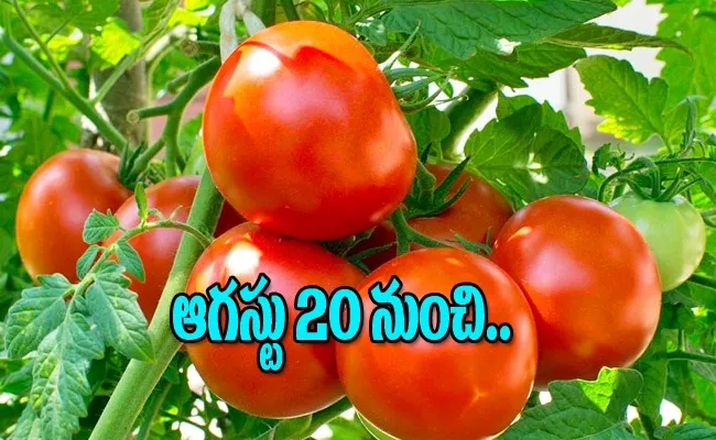 Govt sell Tomatoes rs 40 per kg from august 20 - Sakshi