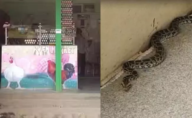 Python Caught In Chicken Shop In Bhadradri Kothagudem District - Sakshi
