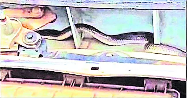 Orissa: Snake Hulchul In Car - Sakshi