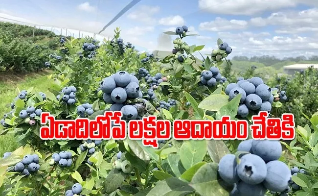 Business Ideas blueberry farmers get rs 60 lakh for year - Sakshi