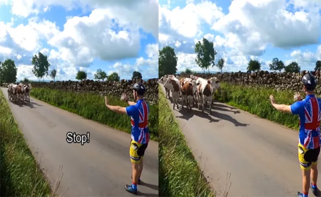 Cyclist Successfully Stops A Herd Of Cows With A Single Gesture - Sakshi