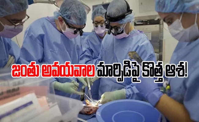 Pig Kidney Works For 2 Months In Human Body - Sakshi