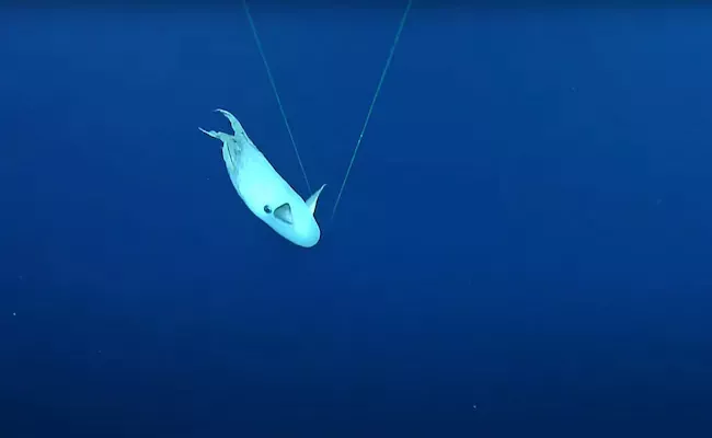 Rare Dumbo Octopus Spotted On Deep Sea In Pacific Ocean - Sakshi
