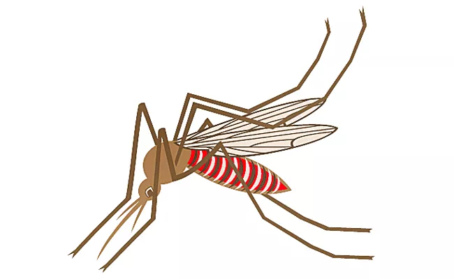 Dengue cases cross 3000 mark in Telangana - Sakshi