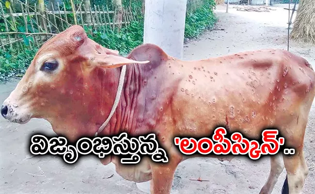 What Is Lumpy Skin Disease In Cattle Symptoms And Treatment - Sakshi