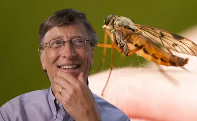 What Does Bill Gates have to do with Mosquitoes - Sakshi