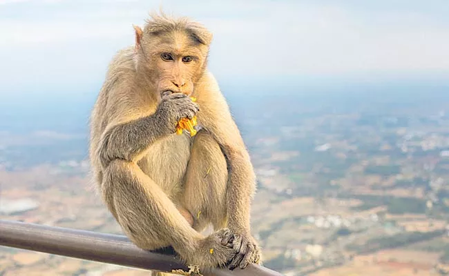 Telangana Elections: No Parties give assurance On fixing monkey problem - Sakshi