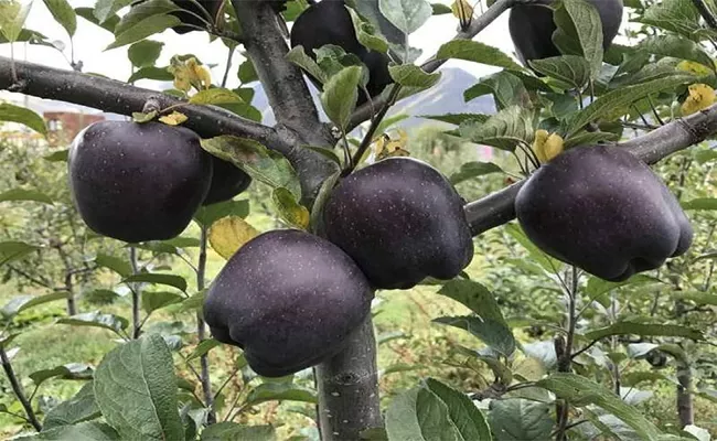 What Is Black Diamond Apple Its Benefits And Why It Is So - Sakshi