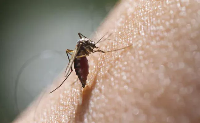 Zika Virus Found In Mosquito Near Bengaluru - Sakshi