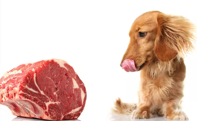 Feeding Dogs Raw Meat May Spread Antibiotic Resistant Bacteria To Humans - Sakshi