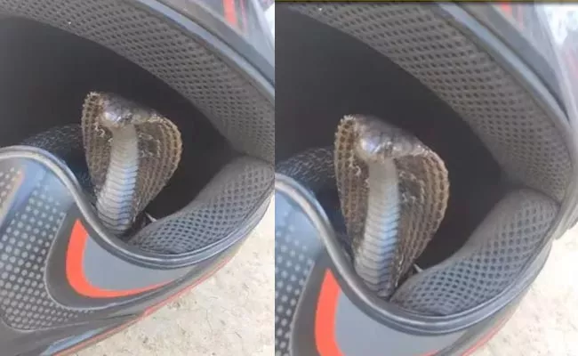 Man Finds Snake Hiding In Bike Helmet Video Goes Viral - Sakshi