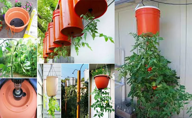 How To Grow Tomato Plants Upside Down  - Sakshi