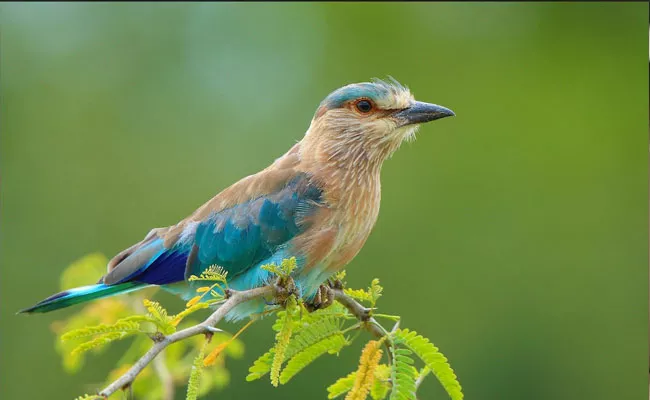 Pudami Sakshiga: Intresting Facts About Indian Roller Bird
