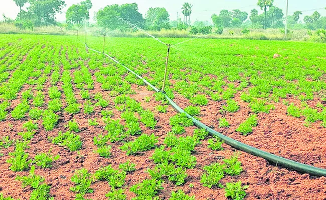 Cultivation Of Crops With The Help Of Drip, Sprinklers - Sakshi