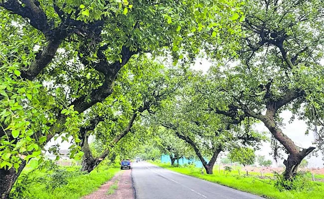 890 Banyan trees from Appa Koodali to Manneguda road - Sakshi