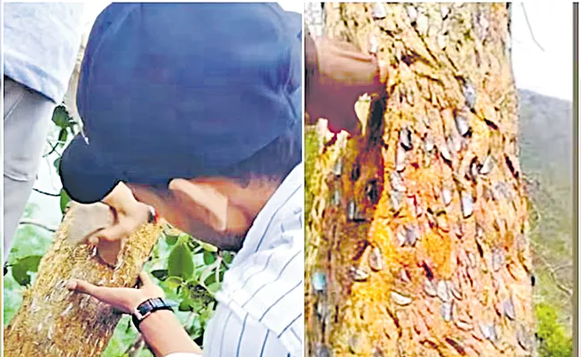 Man digs coins out of tree in viral video - Sakshi