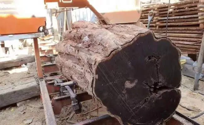 African Blackwood is the Most Expensive wood - Sakshi